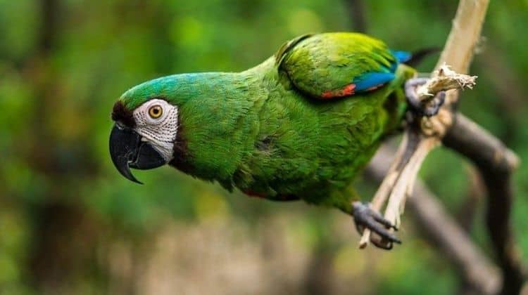 My Favourite Pet Parrot Essay in English